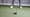What is the correct ball position for each club
